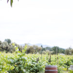 Napa Valley Tidbits