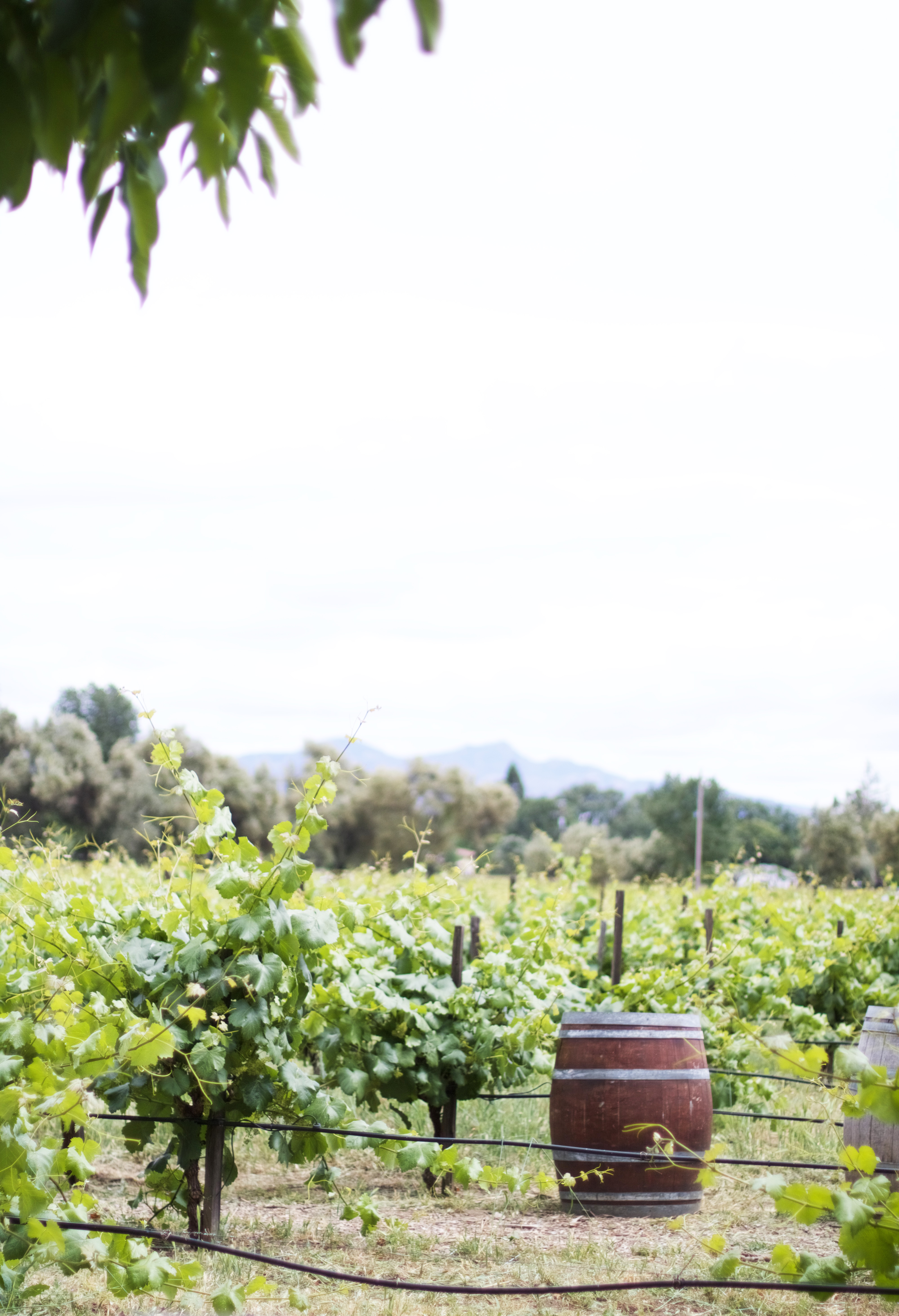 Napa Valley Tidbits